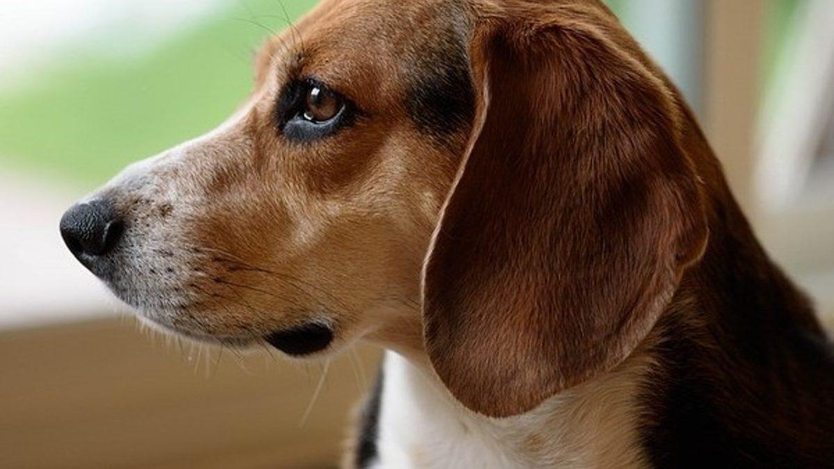 Tam Bir Av Ustası Olan Beagle Cinsi Köpekler Hakkında 9 Bilimsel Gerçek