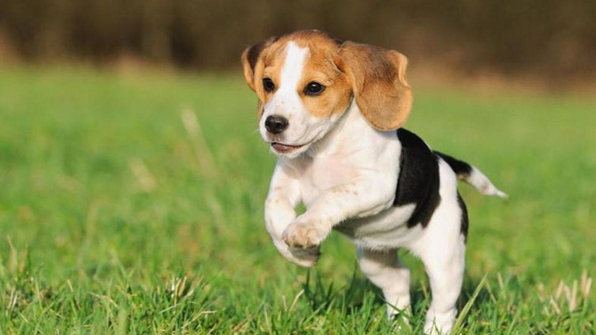 Tam Bir Av Ustası Olan Beagle Cinsi Köpekler Hakkında 9 Bilimsel Gerçek