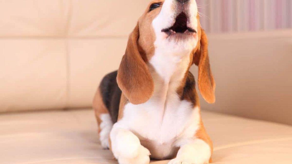 Tam Bir Av Ustası Olan Beagle Cinsi Köpekler Hakkında 9 Bilimsel Gerçek