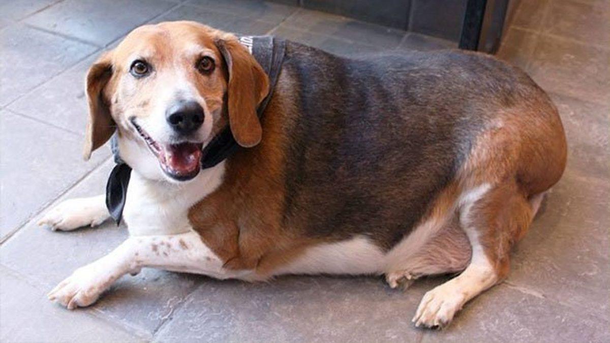 Tam Bir Av Ustası Olan Beagle Cinsi Köpekler Hakkında 9 Bilimsel Gerçek