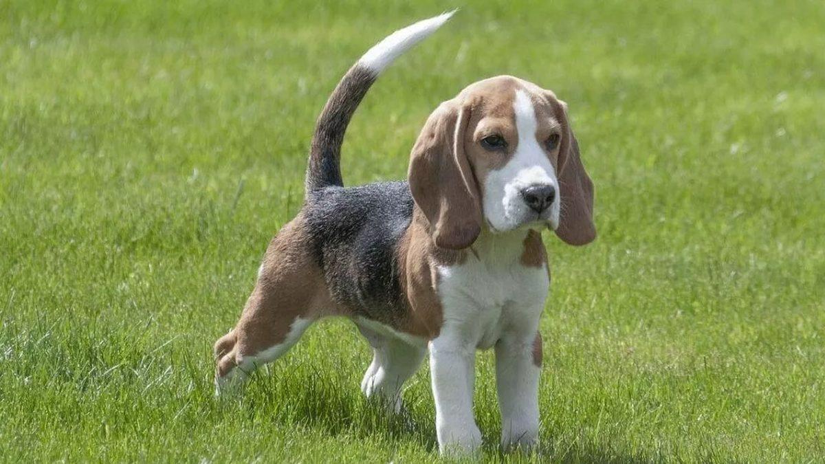 Tam Bir Av Ustası Olan Beagle Cinsi Köpekler Hakkında 9 Bilimsel Gerçek