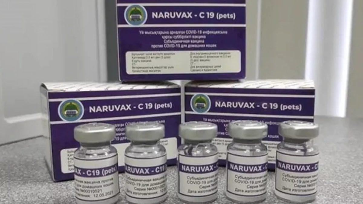 Kediler İçin Koronavirüs Aşısı Geliştirildi: Amaç Mutasyonu Engellemek