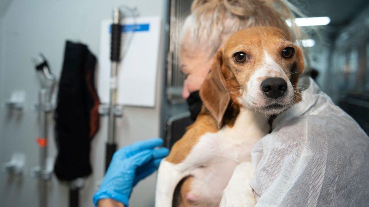 Tam Bir Av Ustası Olan Beagle Cinsi Köpekler Hakkında 9 Bilimsel Gerçek