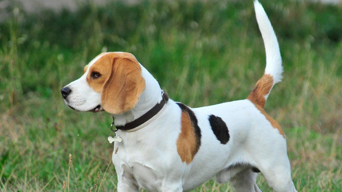 Tam Bir Av Ustası Olan Beagle Cinsi Köpekler Hakkında 9 Bilimsel Gerçek