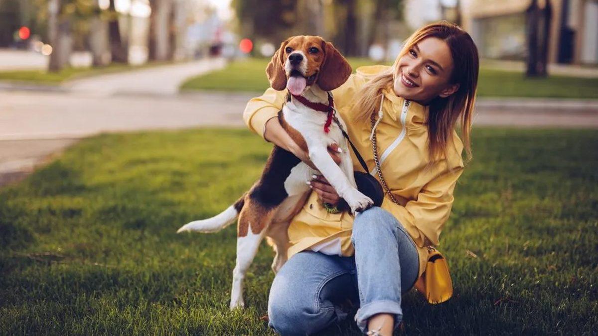 Tam Bir Av Ustası Olan Beagle Cinsi Köpekler Hakkında 9 Bilimsel Gerçek