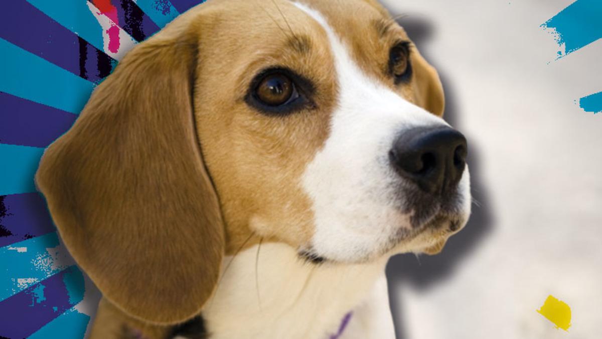 Tam Bir Av Ustası Olan Beagle Cinsi Köpekler Hakkında 9 Bilimsel Gerçek