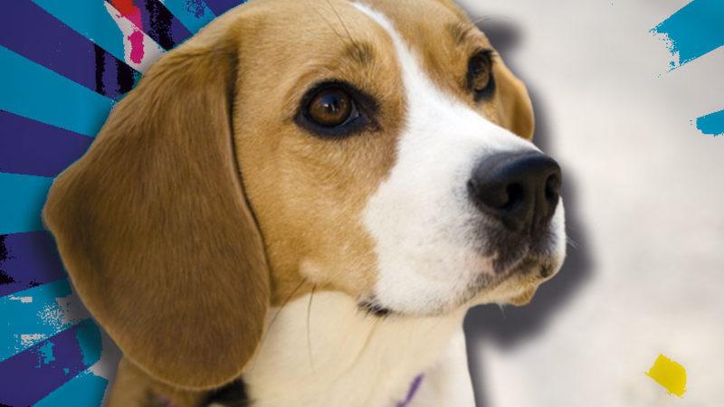 Tam Bir Av Ustası Olan Beagle Cinsi Köpekler Hakkında 9 Bilimsel Gerçek