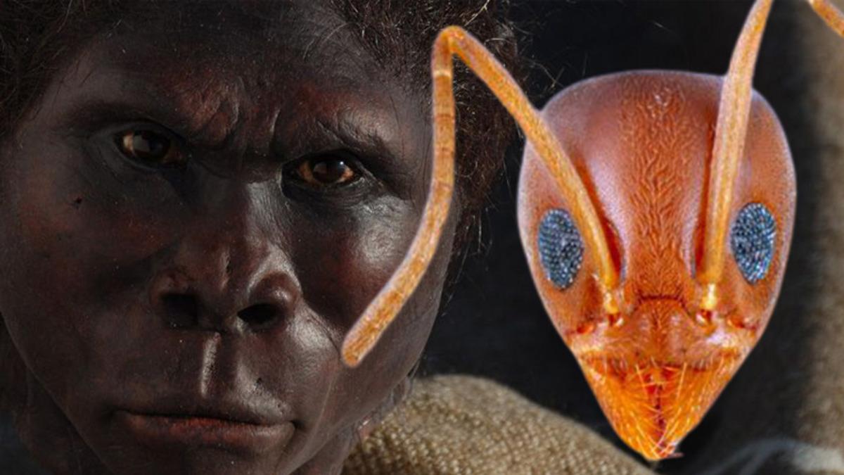 Beynimizin Binlerce Yıl Önce Neden Gizemli Bir Şekilde Küçüldüğü Karıncalar Sayesinde Açıklanabilir