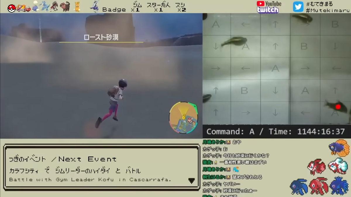 Hafızaları 3 Saniye Sanılan Japon Balıklarının Aslında Çok Zeki Olduklarını Kanıtlayan Bilimsel Deneyler ve Sonuçları