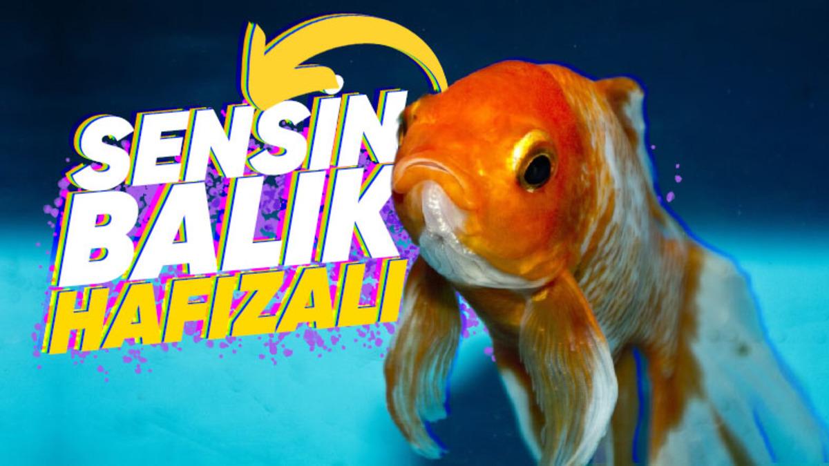 Hafızaları 3 Saniye Sanılan Japon Balıklarının Aslında Çok Zeki Olduklarını Kanıtlayan Bilimsel Deneyler ve Sonuçları