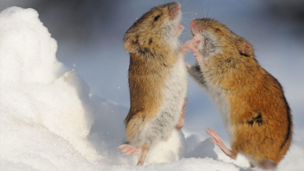 ’’Bir Alfa Erkek Sosyal Statüsünü Kaybederse Ne Olur?’’ Sorusuna Cevap Veren Araştırmanın Dikkat Çekici Sonuçları
