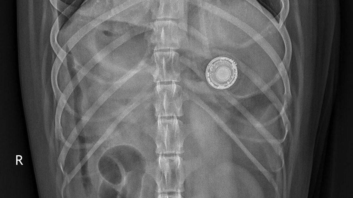 Hatalı AirTag Kullanımı, Köpeğiniz İçin Ölümcül Sonuçlara Neden Olabilir (Hayır, Sorumlusu Apple Değil)