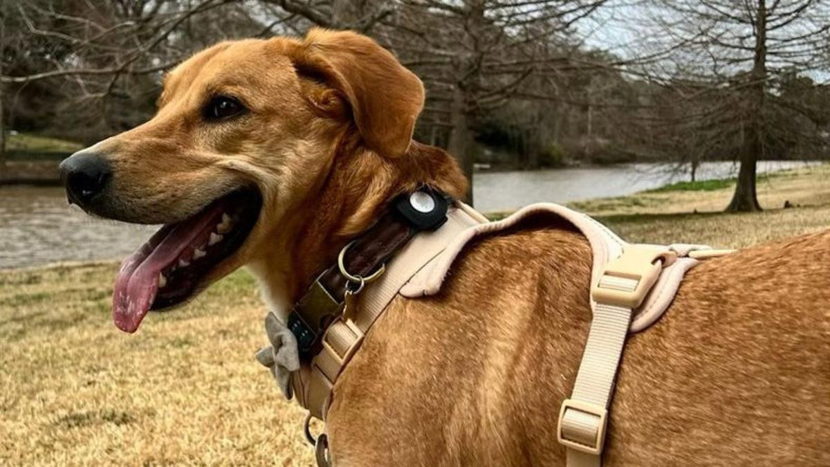 Hatalı AirTag Kullanımı, Köpeğiniz İçin Ölümcül Sonuçlara Neden Olabilir (Hayır, Sorumlusu Apple Değil)