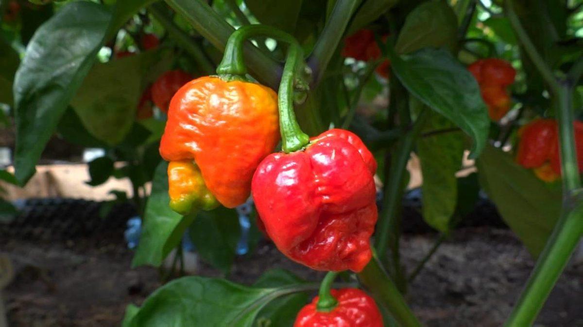 Acı Biberin Ne Kadar Acı Olduğunu Belirleyen Scoville Ölçeği Nedir, Nasıl Hesaplanır?