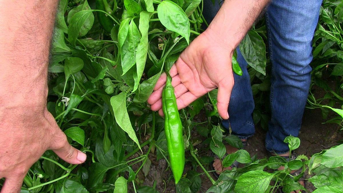 Acı Biberin Ne Kadar Acı Olduğunu Belirleyen Scoville Ölçeği Nedir, Nasıl Hesaplanır?