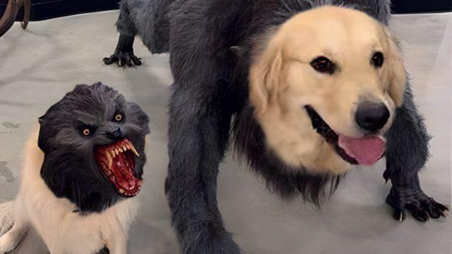 Küçük Köpekler Büyüklere Kıyasla Neden Daha Çabuk Sinirlenip Havlarlar?