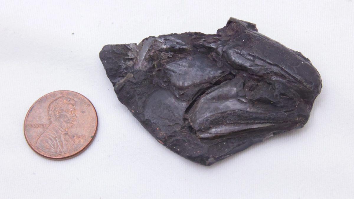 Detaylı Bir Şekilde Korunmuş, 319 Milyon Yıllık Balık Beyni Keşfedildi: Balık Evrimini Anlamaya Katkıda Bulunabilir