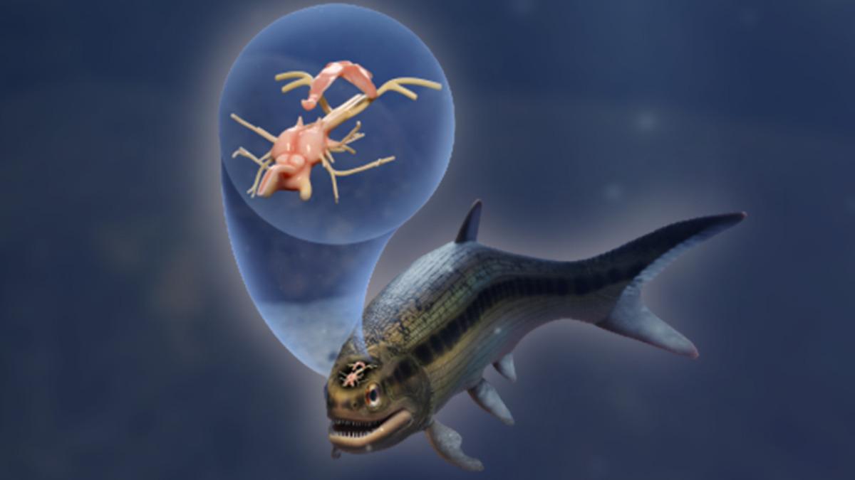 Detaylı Bir Şekilde Korunmuş, 319 Milyon Yıllık Balık Beyni Keşfedildi: Balık Evrimini Anlamaya Katkıda Bulunabilir