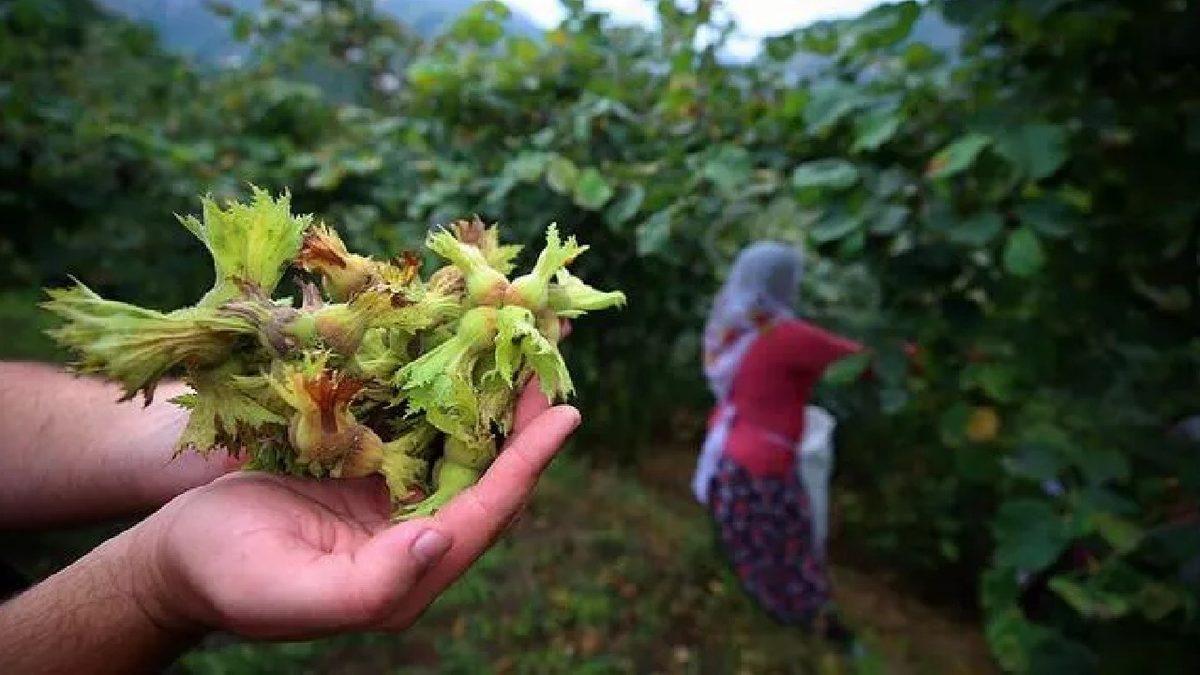 Fındık İşçilerinden 