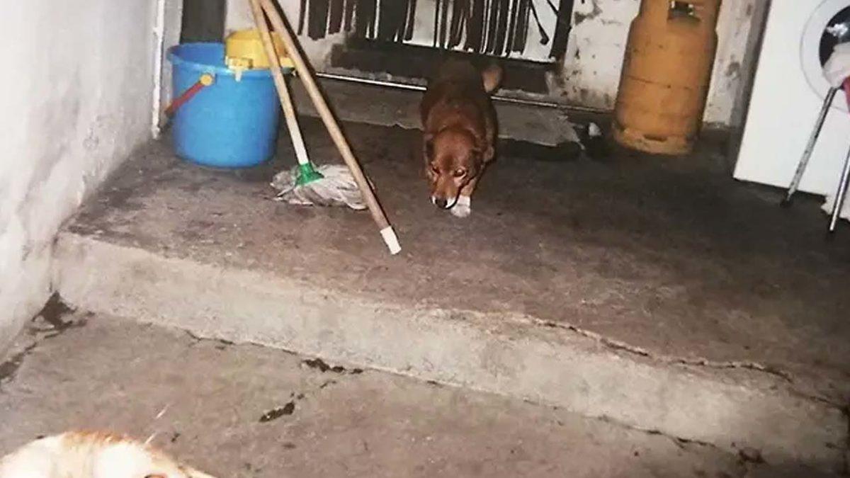 En Yaşlı Köpeği, Bir Yaşına Daha Girdi: Büyük Bir Şans Eseri Hayatta Kalan 31 Yaşındaki Bobi’yle Tanışın