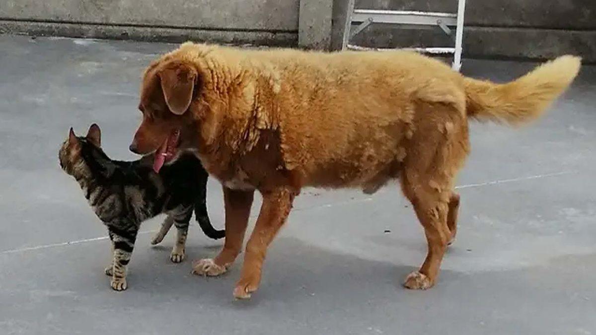 En Yaşlı Köpeği, Bir Yaşına Daha Girdi: Büyük Bir Şans Eseri Hayatta Kalan 31 Yaşındaki Bobi’yle Tanışın