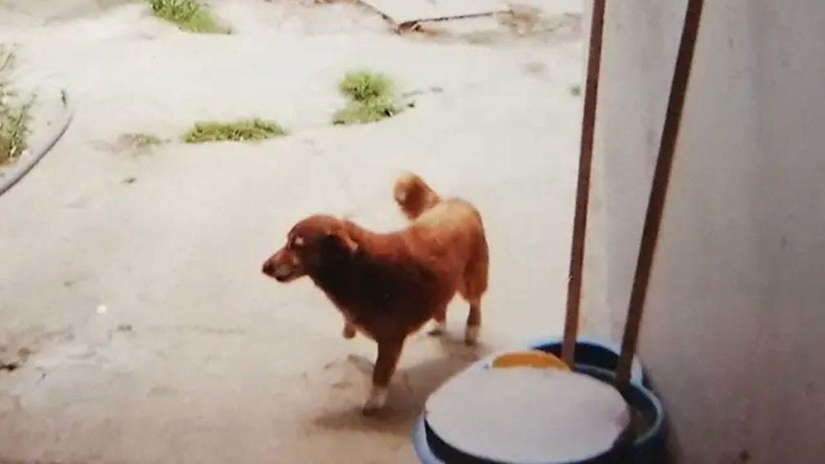 En Yaşlı Köpeği, Bir Yaşına Daha Girdi: Büyük Bir Şans Eseri Hayatta Kalan 31 Yaşındaki Bobi’yle Tanışın