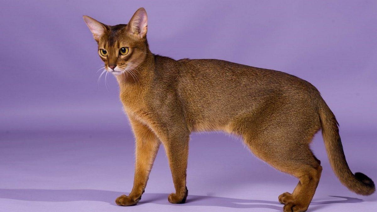 İyi Bir Eğitimle Terliklerinizi Getirmeyi Bile Öğretebileceğiniz En Akıllı Kedi Cinsleri