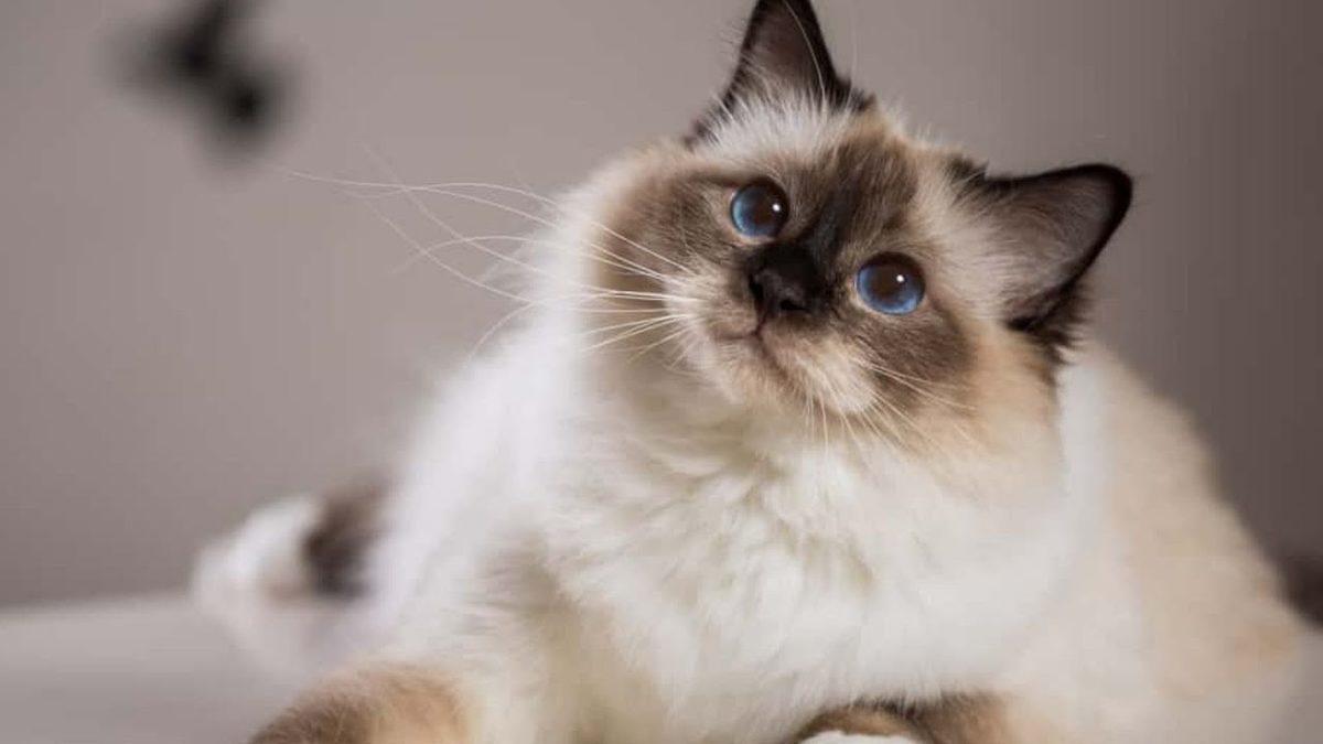 İyi Bir Eğitimle Terliklerinizi Getirmeyi Bile Öğretebileceğiniz En Akıllı Kedi Cinsleri