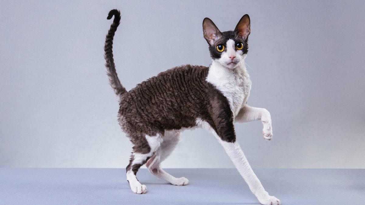 İyi Bir Eğitimle Terliklerinizi Getirmeyi Bile Öğretebileceğiniz En Akıllı Kedi Cinsleri