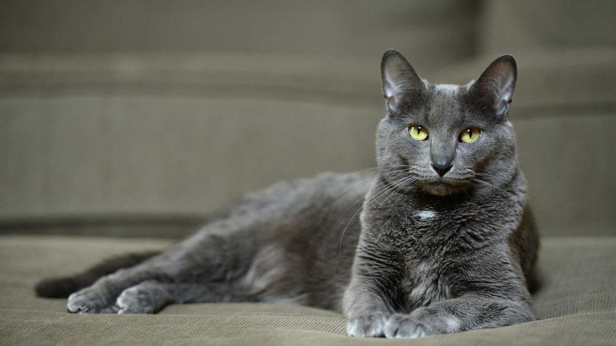 İyi Bir Eğitimle Terliklerinizi Getirmeyi Bile Öğretebileceğiniz En Akıllı Kedi Cinsleri