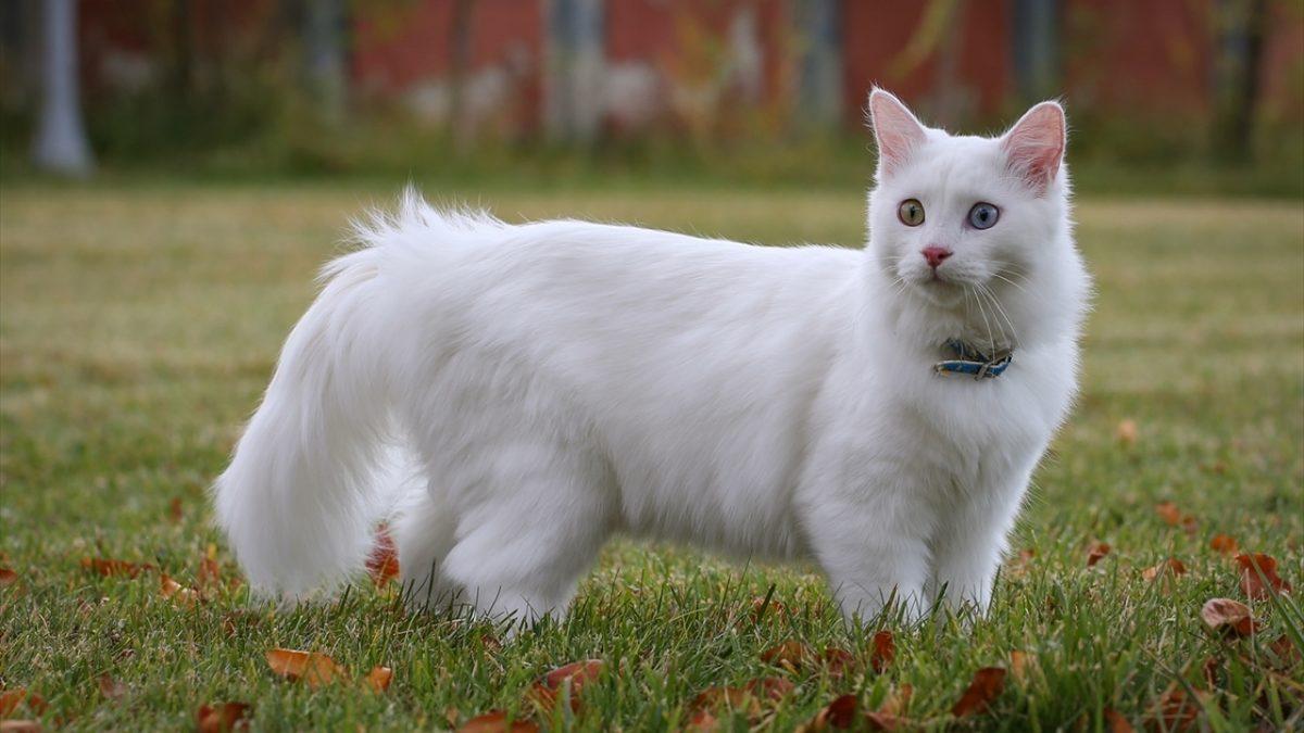 İyi Bir Eğitimle Terliklerinizi Getirmeyi Bile Öğretebileceğiniz En Akıllı Kedi Cinsleri