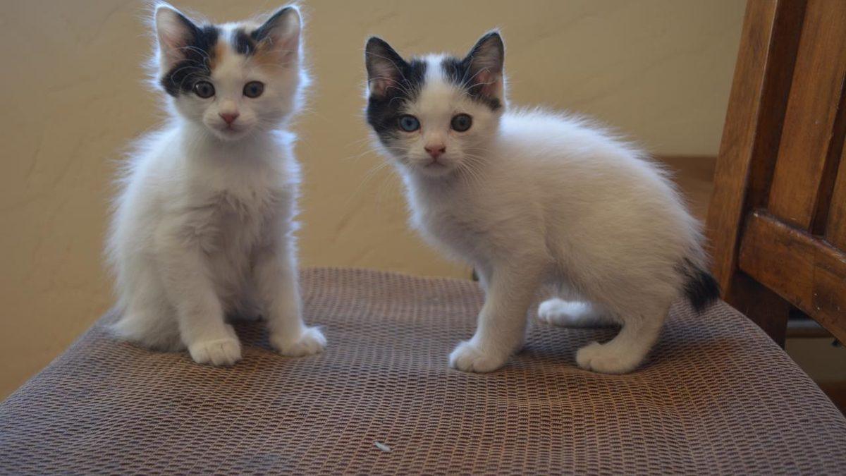 İyi Bir Eğitimle Terliklerinizi Getirmeyi Bile Öğretebileceğiniz En Akıllı Kedi Cinsleri