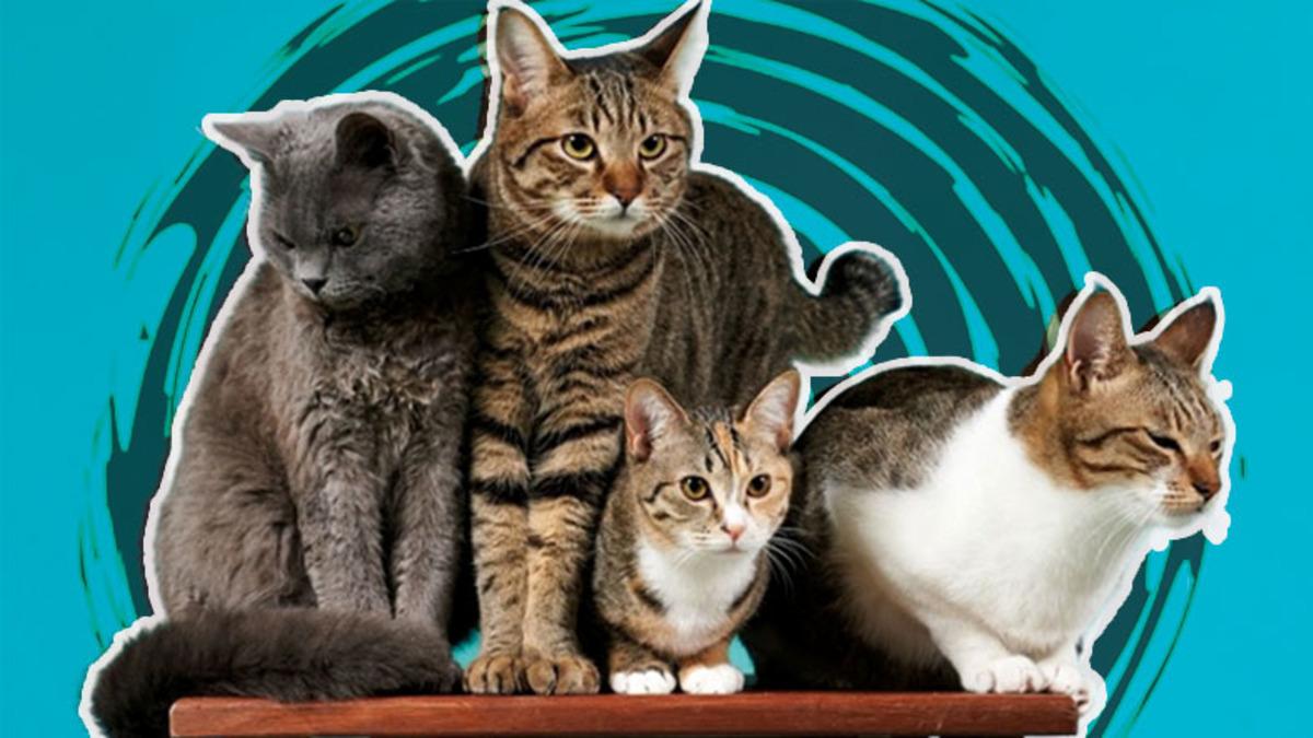 İyi Bir Eğitimle Terliklerinizi Getirmeyi Bile Öğretebileceğiniz En Akıllı Kedi Cinsleri