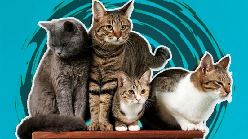 İyi Bir Eğitimle Terliklerinizi Getirmeyi Bile Öğretebileceğiniz En Akıllı Kedi Cinsleri