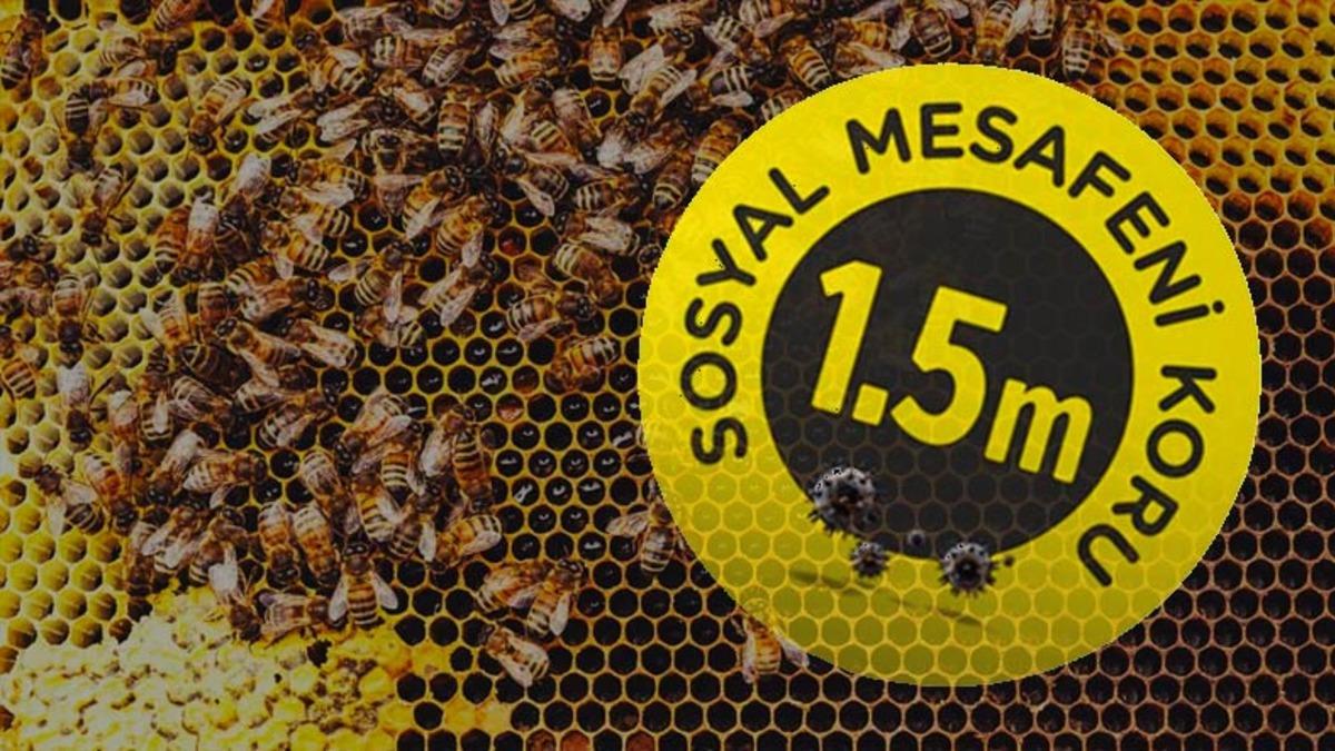 Bilim İnsanları Açıkladı: Arılar Hastalık Riskine Karşı Sosyal Mesafeye Dikkat Ediyor