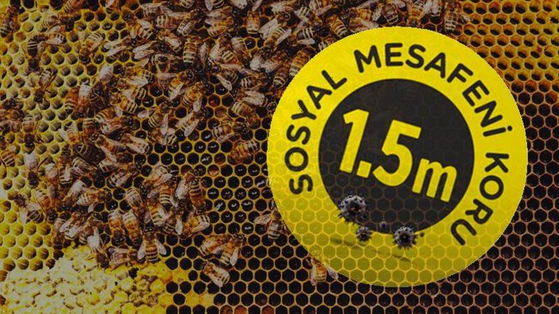 Bilim İnsanları Açıkladı: Arılar Hastalık Riskine Karşı Sosyal Mesafeye Dikkat Ediyor
