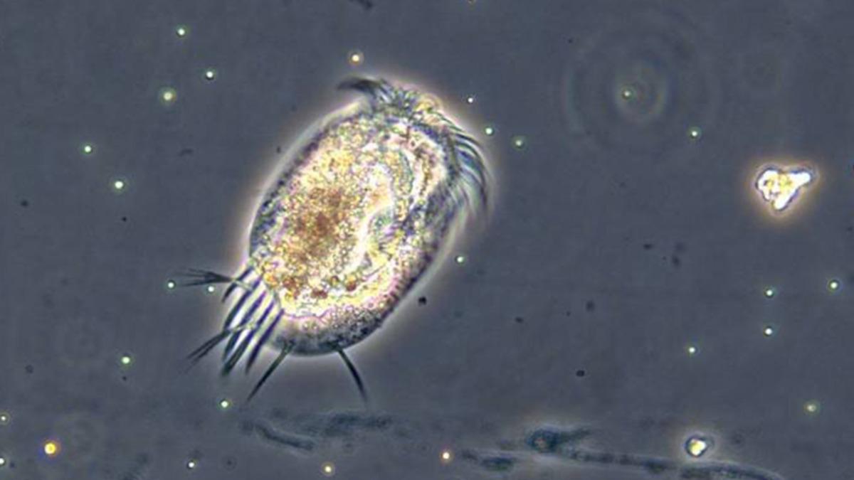 Mikroorganizmalar, İklim Değişikliğinin Sonuçlarını Önceden Gösterebilir
