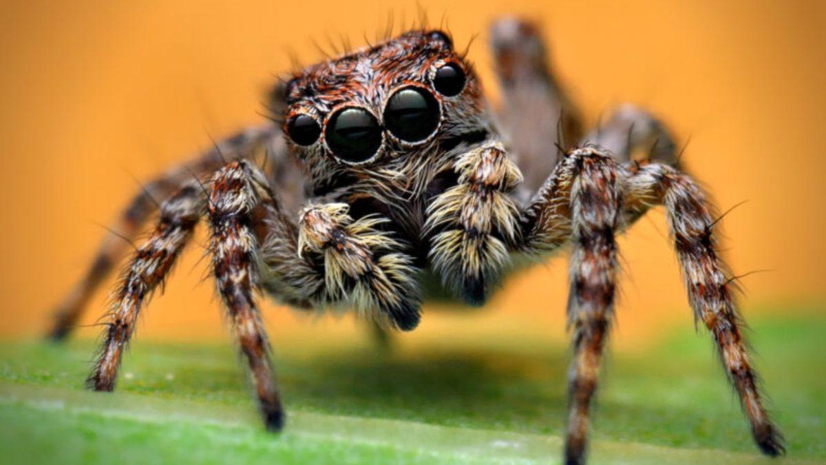 Örümceklerin Sandığımızdan Daha Zeki Olduğu Keşfedildi: ’İnsani’ Özellikleri Var