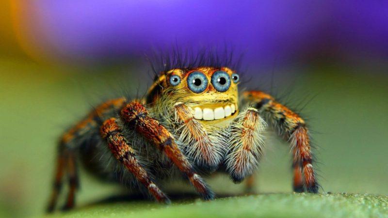 Örümceklerin Sandığımızdan Daha Zeki Olduğu Keşfedildi: ’İnsani’ Özellikleri Var