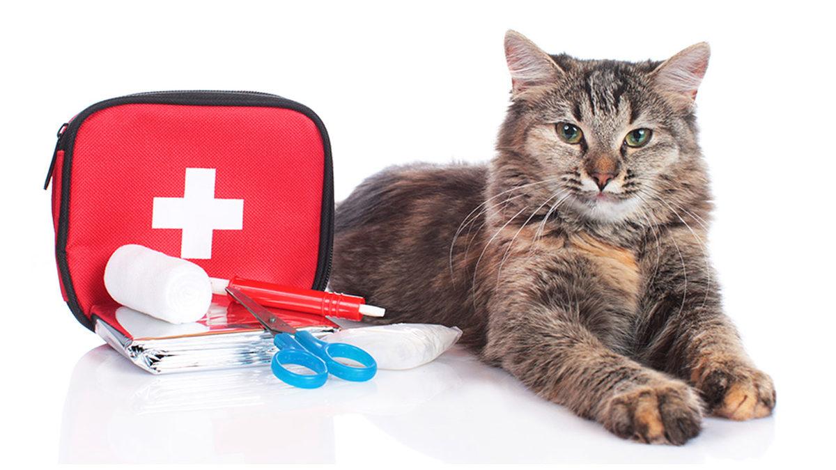 Veteriner Hekime Sorduk: Depremden Etkilenen Hayvan Dostlarımıza İlk Yardım Müdahalesi Nasıl Olmalı?