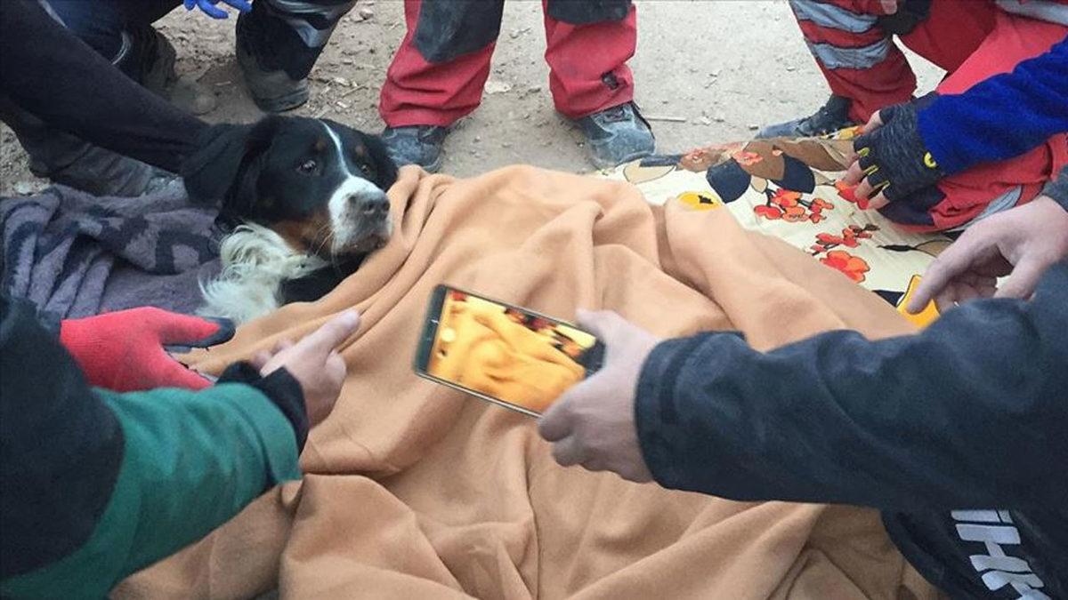 Veteriner Hekime Sorduk: Depremden Etkilenen Hayvan Dostlarımıza İlk Yardım Müdahalesi Nasıl Olmalı?
