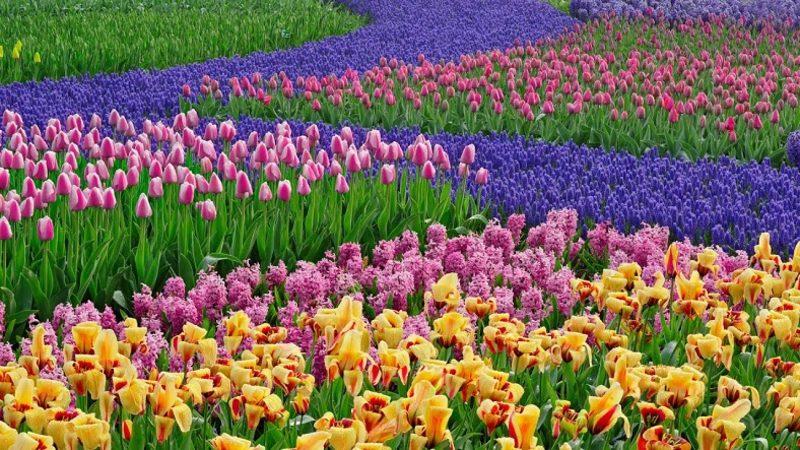 Çiçeklerin Birbirinden Farklı Renklere Sahip Olmasının Ardındaki Etkileyici Nedenler