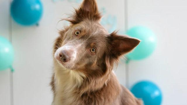 Köpeklerin İnsanları Dinlerken Başlarını Neden Sağa Sola Yatırdığı Araştırıldı: Sonuçta Bilim İnsanları da Bakakaldı