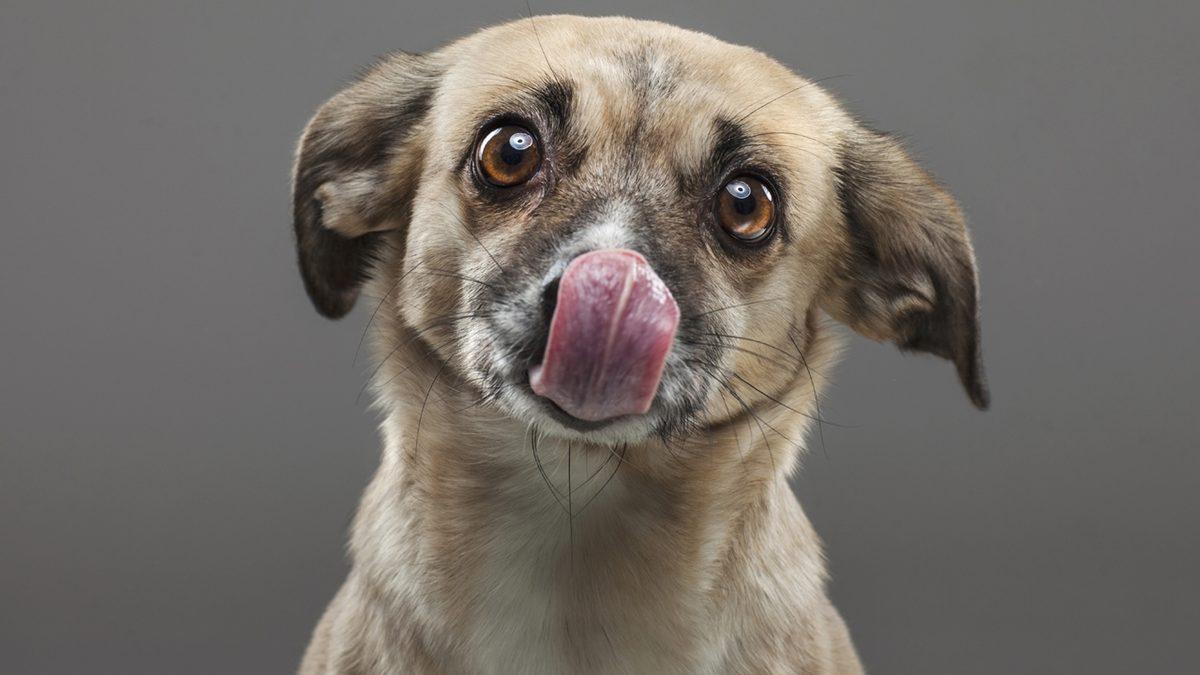 Eğer Evde Yalnız Bir Şekilde Ölürseniz Evcil Hayvanınız Sizi Yiyebilir! Peki Sizi Çok Sevmesine Rağmen Bunu Neden Yapıyorlar?