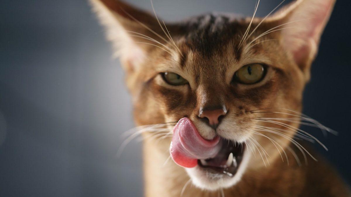 Eğer Evde Yalnız Bir Şekilde Ölürseniz Evcil Hayvanınız Sizi Yiyebilir! Peki Sizi Çok Sevmesine Rağmen Bunu Neden Yapıyorlar?