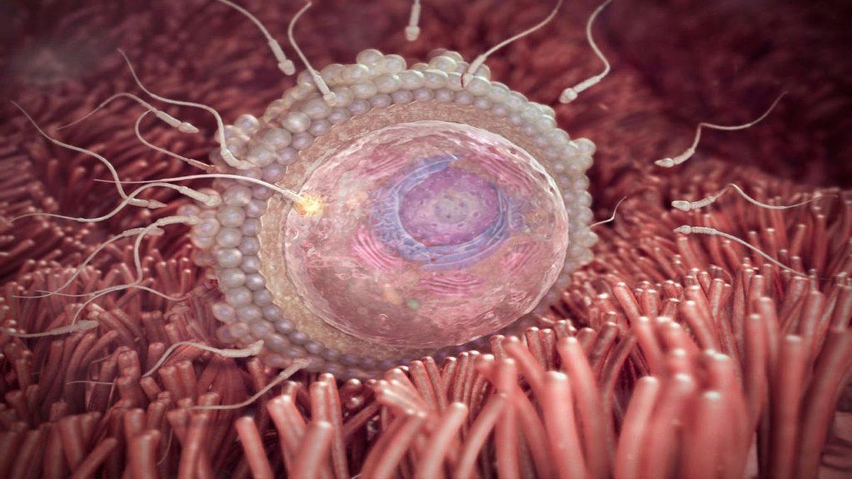 Hamile Kalma İhtimalinizi Nasıl Artırabilirsiniz?