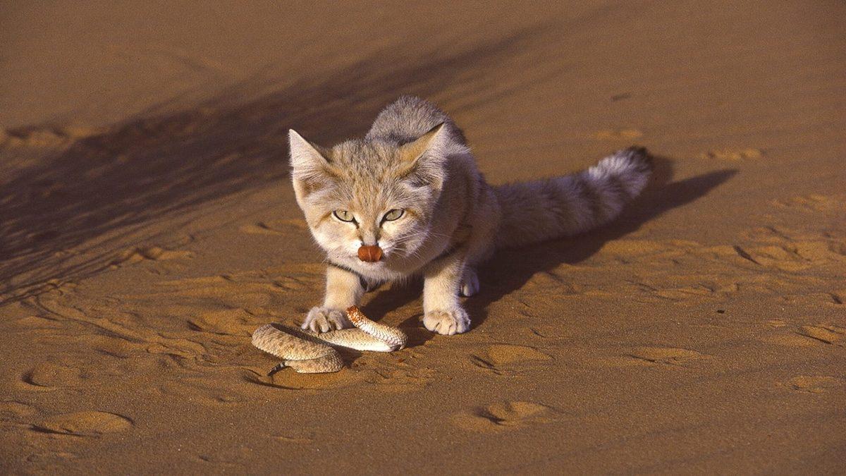 Kediler Neden Bir Kutu Gördüklerinde Hemen İçine Girmek İster?