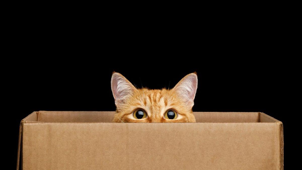 Kediler Neden Bir Kutu Gördüklerinde Hemen İçine Girmek İster?