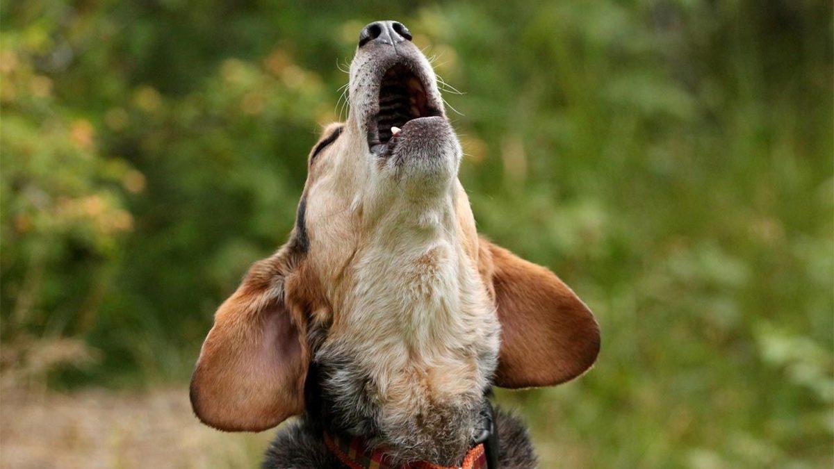 Her Deprem Sonrasında Gündeme Gelen Soru: Hayvanlar, Depremleri Önceden Sezebilir mi?