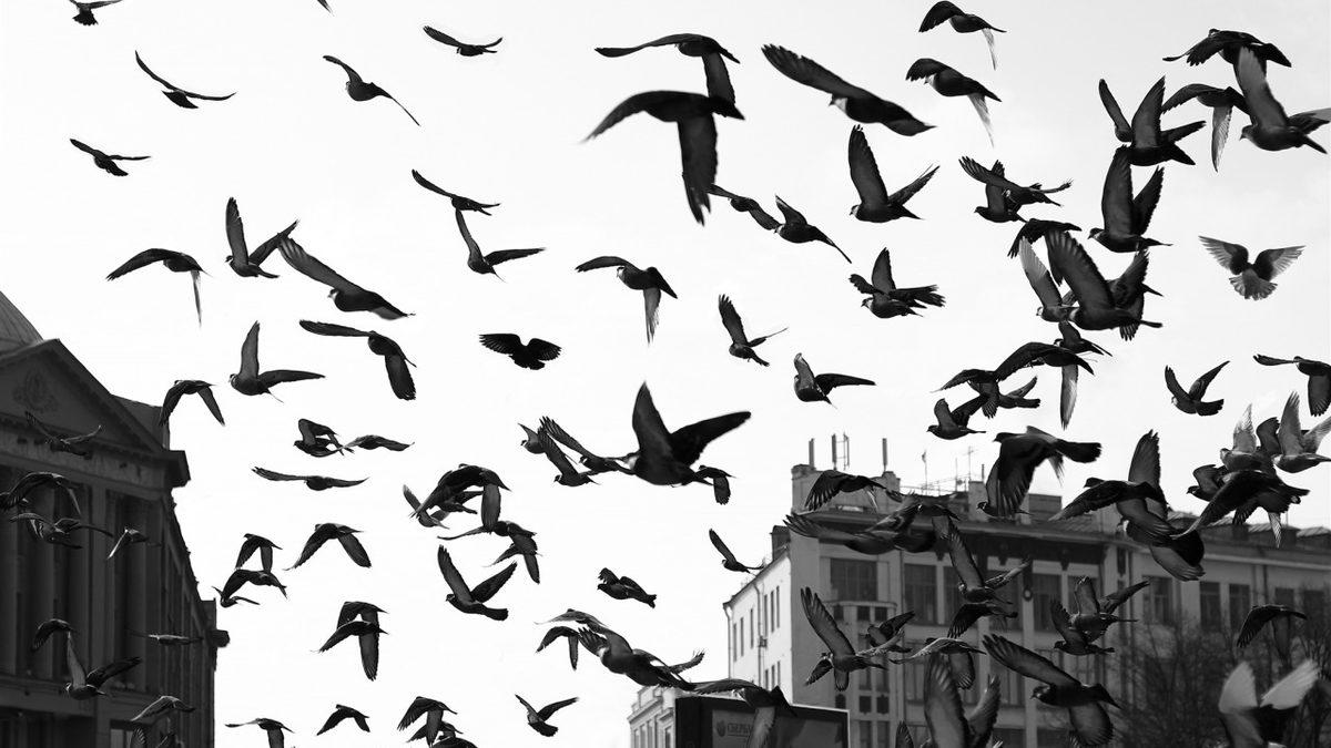 Her Deprem Sonrasında Gündeme Gelen Soru: Hayvanlar, Depremleri Önceden Sezebilir mi?